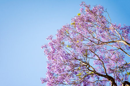 Jacaranda tree in a full bloom with beautiful purple flowers