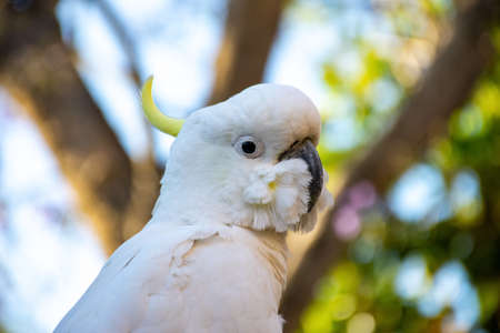 Close up of sulphur-crested cockatoo with purple blooming jacaranda tree on background. Urban wildlife. Australian backyard visitorsの写真素材