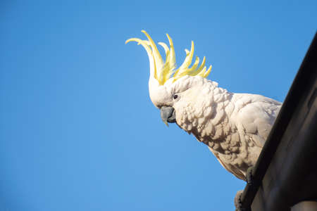 Sulphur-crested cockatoo seating on a roof. Urban wildlife. Australian backyard visitorsの写真素材