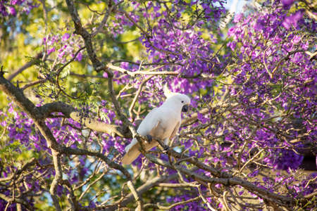 Sulphur-crested cockatoo seating on a beautiful blooming jacaranda tree. Urban wildlife. Australian backyard visitorsの写真素材