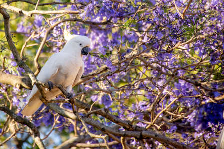 Sulphur-crested cockatoo seating on a beautiful blooming jacaranda tree. Urban wildlife. Australian backyard visitorsの写真素材