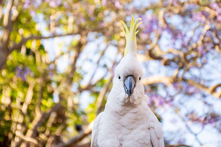 Close up of sulphur-crested cockatoo with purple blooming jacaranda tree on background. Urban wildlife. Australian backyard visitorsの写真素材