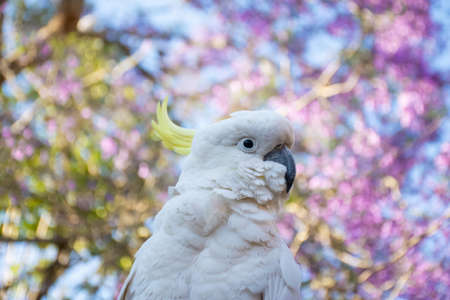 Close up of sulphur-crested cockatoo with purple blooming jacaranda tree on background. Urban...