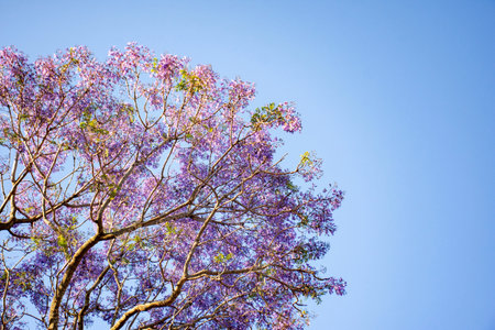 Jacaranda tree in a full bloom with beautiful purple flowersの写真素材
