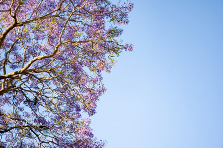 Jacaranda tree in a full bloom with beautiful purple flowersの写真素材