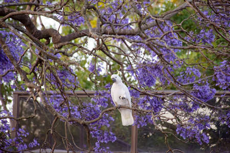 Sulphur-crested cockatoo seating on a beautiful blooming jacaranda tree. Urban wildlife. Australian backyard visitorsの写真素材