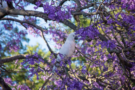 Sulphur-crested cockatoo seating on a beautiful blooming jacaranda tree. Urban wildlife. Australian backyard visitorsの写真素材