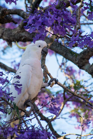 Sulphur-crested cockatoo seating on a beautiful blooming jacaranda tree. Urban wildlife. Australian backyard visitorsの写真素材