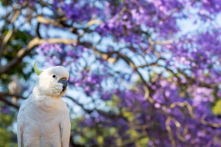 Close up of sulphur-crested cockatoo with purple blooming jacaranda tree on background. Urban wildlife. Australian backyard visitorsの写真素材