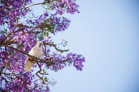 Sulphur-crested cockatoo seating on a beautiful blooming jacaranda tree. Urban wildlife. Australian...
