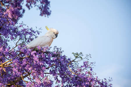 Sulphur-crested cockatoo seating on a beautiful blooming jacaranda tree. Urban wildlife. Australian backyard visitorsの写真素材