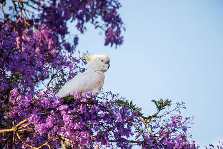 Sulphur-crested cockatoo seating on a beautiful blooming jacaranda tree. Urban wildlife. Australian backyard visitorsの写真素材