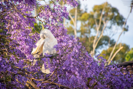 Sulphur-crested cockatoo seating on a beautiful blooming jacaranda tree. Urban wildlife. Australian backyard visitorsの写真素材