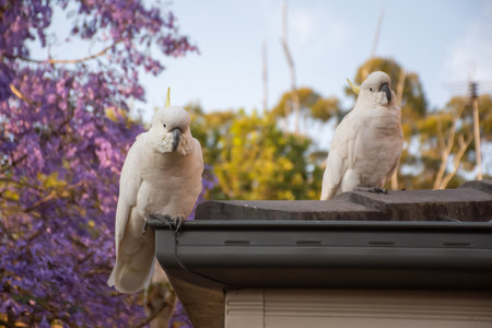 Sulphur-crested cockatoo seating on a roof near beautiful purple blooming jacaranda tree. Urban wildlife. Australian backyard visitorsの写真素材