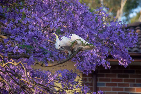Sulphur-crested cockatoo seating on a beautiful blooming jacaranda tree. Urban wildlife. Australian backyard visitorsの写真素材