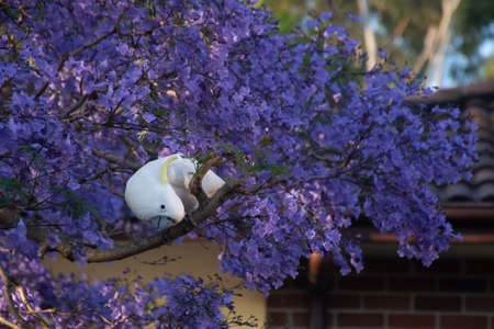 Sulphur-crested cockatoo seating on a beautiful blooming jacaranda tree. Urban wildlife. Australian backyard visitorsの写真素材