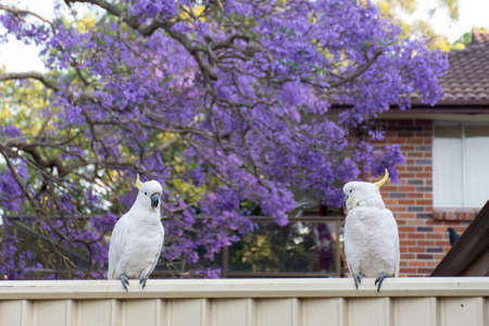 Sulphur-crested cockatoos seating on a fence with beautiful blooming jacaranda tree background. Urban wildlife. Australian backyard visitorsの写真素材