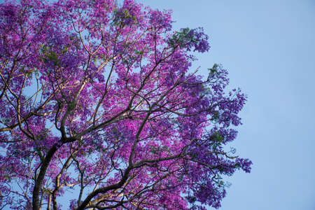 Jacaranda tree in a full bloom with beautiful purple flowers on a blue sky background. Empty space...