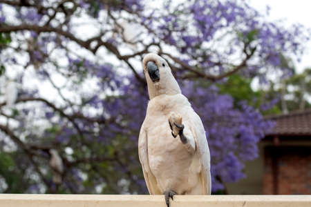 Sulphur-crested cockatoo seating on a fence with beautiful blooming jacaranda tree background. Australian urban wildlife.の写真素材
