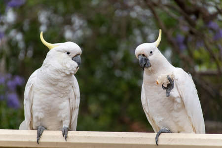 Sulphur-crested cockatoos seating on a fence eating bread. Urban wildlife. Australian backyard visitors. Don't feed wild animalsの写真素材