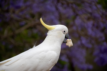 Sulphur-crested cockatoo with bread in his beak and beautiful blooming jacaranda tree background. Australian urban wildlife.の写真素材