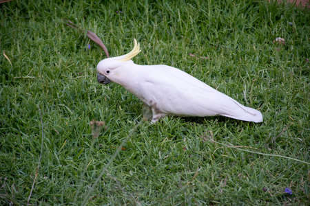 Sulphur-crested cockatoo walking on the green grass lawn. Australian urban wildlife