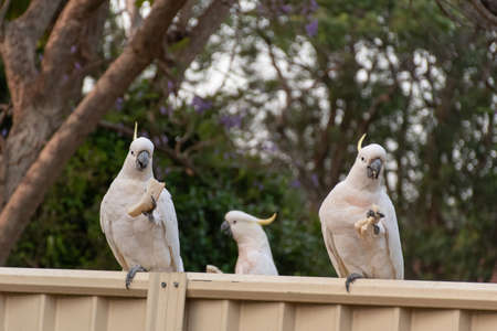 Sulphur-crested cockatoos sitting on the fence and eating bread. Australian urban wildlifeの写真素材