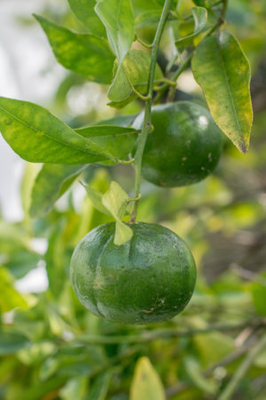 Green unripe mandarins tangerines fruit hanging from the tree branches in the gardenの写真素材