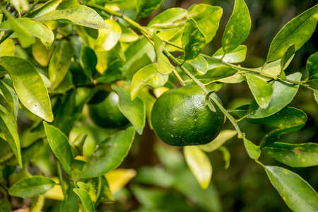 Green unripe mandarins tangerines fruit hanging from the tree branches in the gardenの写真素材