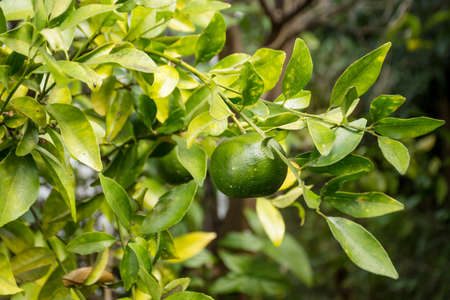 Green unripe mandarins tangerines fruit hanging from the tree branches in the gardenの写真素材