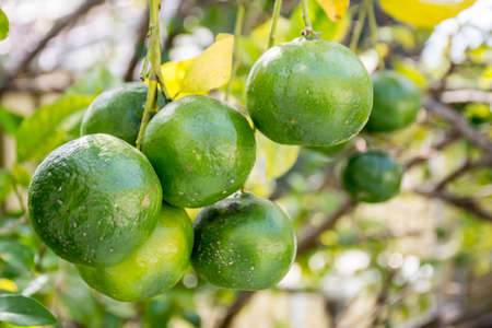 Green unripe mandarins tangerines fruit hanging from the tree branches in the gardenの写真素材