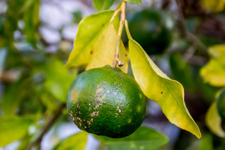Green unripe mandarins tangerines fruit hanging from the tree branches in the garden