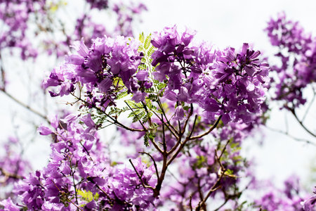 Jacaranda tree in a full bloom with beautiful purple flowersの写真素材
