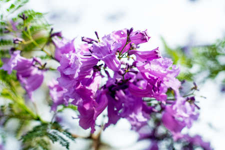 Jacaranda tree in a full bloom with beautiful purple flowersの写真素材