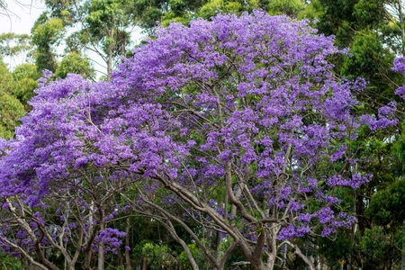Jacaranda tree in a full bloom with beautiful purple flowers
