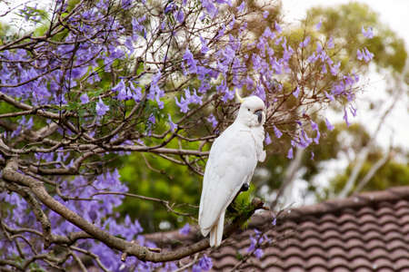 Sulphur-crested cockatoo sitting on a jacaranda tree in a full bloom with beautiful purple flowers. Springtimeの写真素材