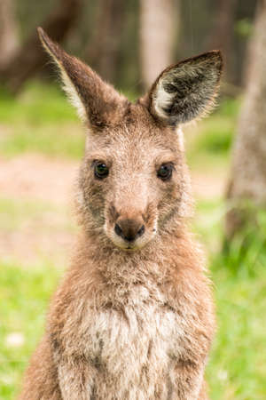 Joey young kangaroo portrait close up. Australian wildlifeの写真素材