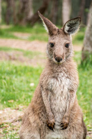 Joey young kangaroo portrait close up. Australian wildlifeの写真素材