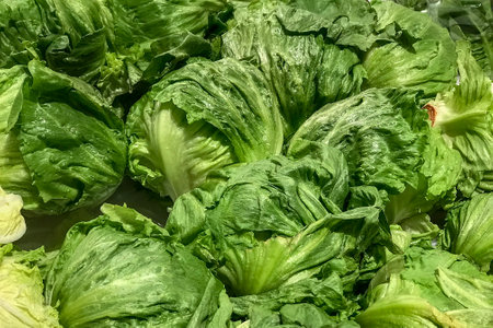 Fresh iceberg lettuce piled on the market. Food backgroumd. Harvest . Healthy eatingの写真素材