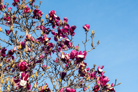 Beautiful dark pink purple magnolia flowers blooming on the tree. Springtime blossomの写真素材