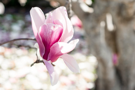 Beautiful pink magnolia flower blooming on the tree. Springtime blossomの写真素材