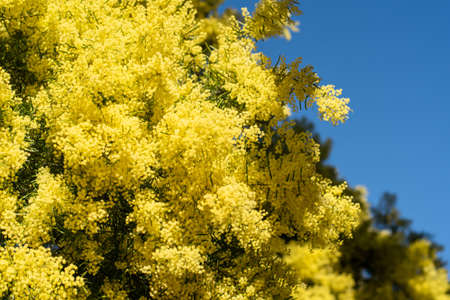 Wattle mimosa flowers in a full bloom in spring garden. 8th March Women's Day Concept