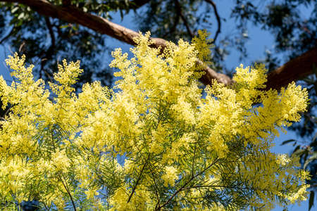 Wattle mimosa flowers in a full bloom in spring garden. 8th March Women's Day Conceptの写真素材