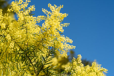 Wattle mimosa flowers in a full bloom in spring garden. 8th March Women's Day Conceptの写真素材