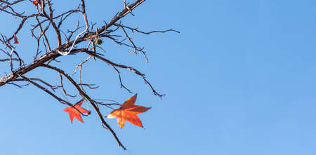 Fall season. red maple tree autumn background. Two last leaves on a branchの写真素材