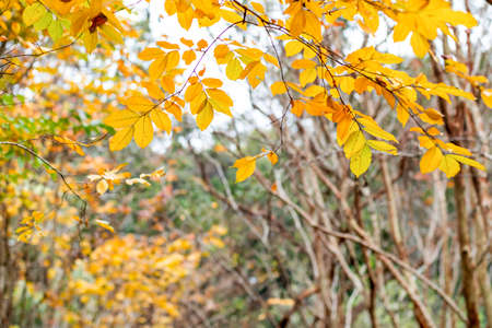 Fall season. Orange and red maple leaves on the tree autumn background. Selective focus