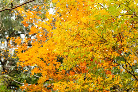 Fall season. Orange and red maple leaves on the tree autumn background. Selective focusの写真素材