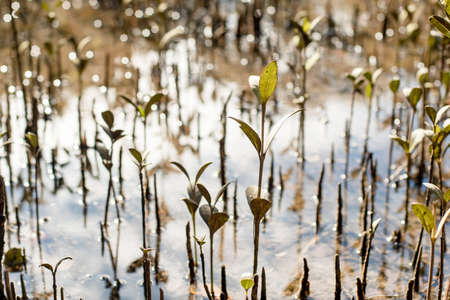 Young mangroves plantation, salt water coastal zone in NSW, Australia. Environmental conservationの写真素材