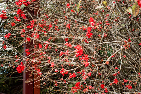 Chaenomeles japonica quince blooming. Beautiful red flowers on a tree. Springtime. Selective focusの写真素材