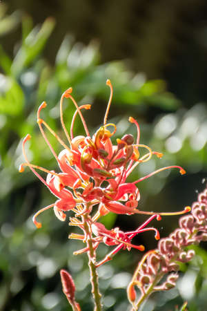 Beautiful exotic tropical grevillea flower blooming background. Australian native flora also known as spider flower, silky oak and toothbrush plantの写真素材